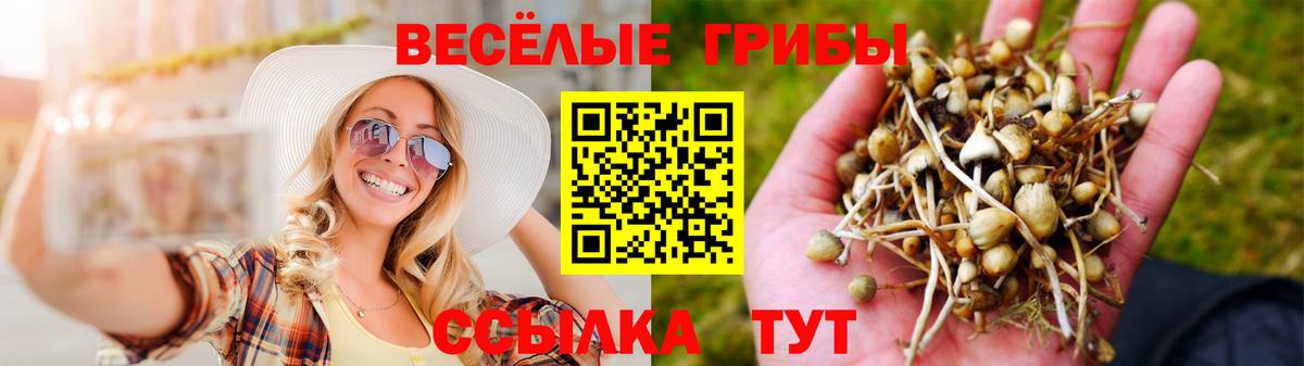 Галлюциногенные грибы Psilocybe Дивногорск